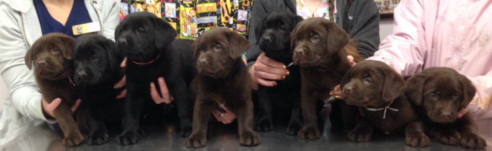 Pine mountain sales retrievers