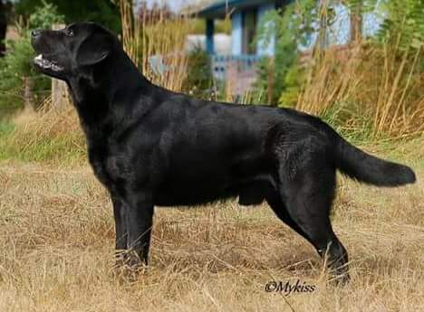 Pine mountain shop retrievers