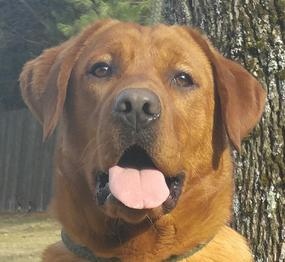 Pine shop mountain retrievers