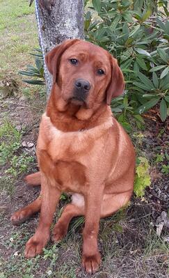 Pine mountain retrievers hot sale